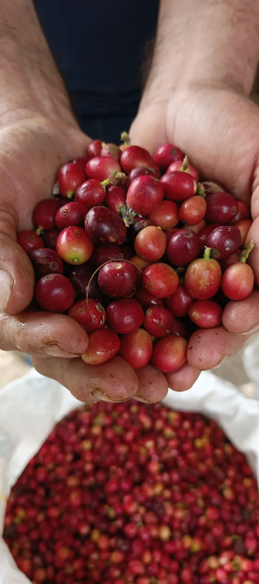 Finca cafetera en Boyaca
